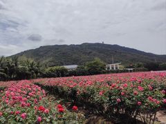 -亚龙湾国际玫瑰谷