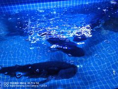 -姜君·千岛湖鱼头馆(浦东大道店)