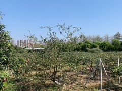 -新塘水果乐园(东洲大道店)