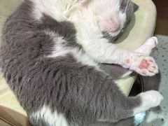 -滚猫咖啡·猫咖·猫友好撸猫(未来城店)