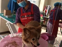 -北京观赏动物医院·24小时大型综合·猫专科·异宠专科