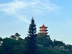 -深圳仙湖植物园