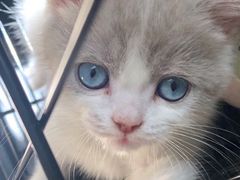 -屋虎猫馆(宝安大仟里店)