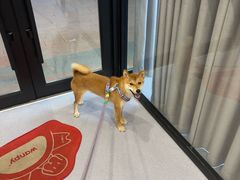 -宠物星动物医院·眼科·异宠·猫科(江南大道总院)