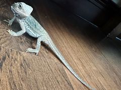 -酷以爬仙阁实体爬宠店·守宫·蜥蜴·专业繁育