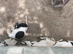 -石家庄市动物园