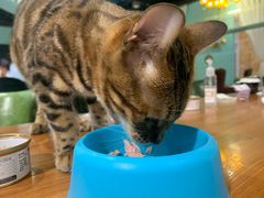 -猫小院猫主题餐厅(三里屯店)