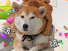 -柴务处·柴犬主题狗咖
