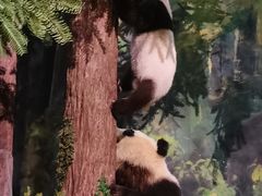 -成都大熊猫繁育研究基地