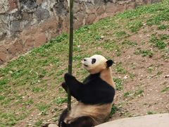 -都江堰中华大熊猫苑