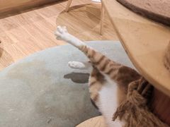 -滚猫咖啡·猫咖·猫友好撸猫(未来城店)