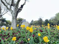 -红梅公园