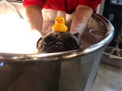 -PETKIT小佩宠物·低压洗护(国顺东路店)