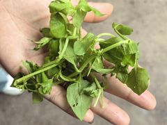-湖山人家·湖景餐厅·特色农家菜(太湖西山店)