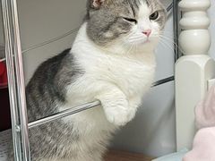 -爱妮康宠物医院·干细胞免疫细胞·肿瘤·心脏(张江店)