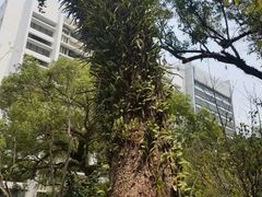 -香港大学