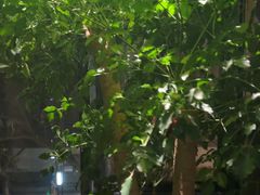-王府茶楼茶宴·创意菜(大观园总店)