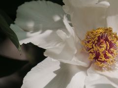 -洛阳市隋唐城遗址植物园