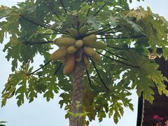 -西双版纳傣族园