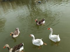 -南宫五洲植物乐园