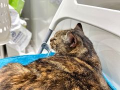 -关爱宠物医院·猫科中心·消化科(滨湖万达分院)