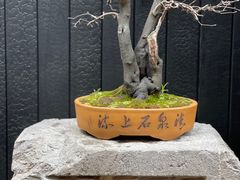 -觀芷隐轩