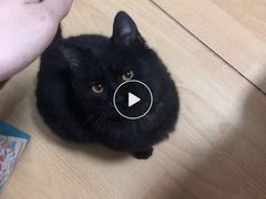 -瑞派·关忠动物医院·猫专科·犬专科(三环新城店)