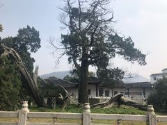 -司徒庙