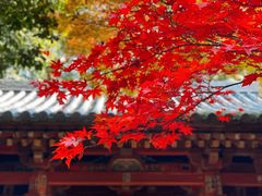 -醍醐寺