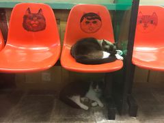 -猫咪博物馆(顶澳仔猫街店)