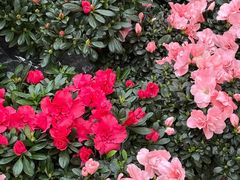 -中环花鸟鱼虫市场