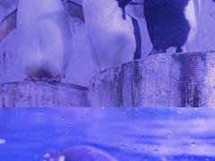 -海合安青岛极地海洋公园