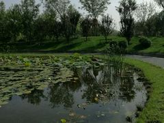 -武清南湖绿博园