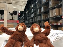 -宜家家居(哈尔滨商场店)