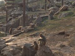 -石家庄市动物园