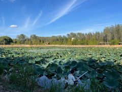 -溱湖国家湿地公园
