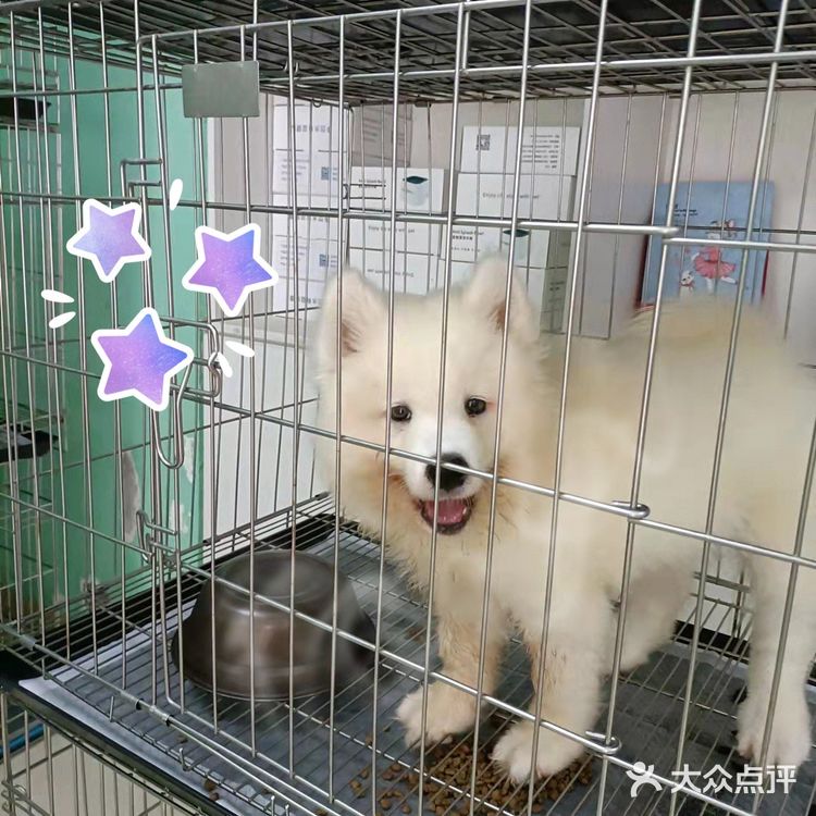 这只萨摩耶犬真是太可爱了[礼花]