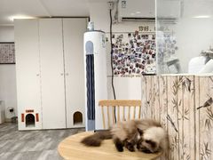 -楼上猫咖(罗湖店)