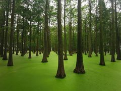 -渌洋湖湿地公园