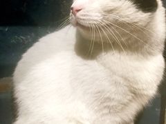 -猫咪博物馆(顶澳仔猫街店)