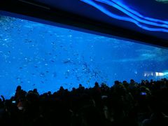 人鱼表演-上海海昌海洋公园