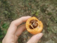 -塘栖枇杷特色园区