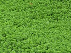 -东莞植物园
