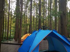 -黄海国家森林公园