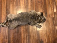 -柯斗斗主题餐厅·狗咖·围炉煮茶·茶饮(国瑞升平里店)