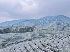 -白茶原·一片叶子