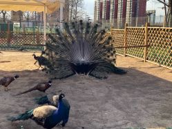 -萌宠亲子动物乐园(槐房万达店)