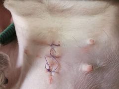 -瑞派名望24h动物医院异宠专科·猫专科·骨科·重症监护分院