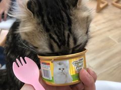 -李小姐の猫咖啡馆(五角场店)