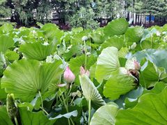 -荔湾湖公园